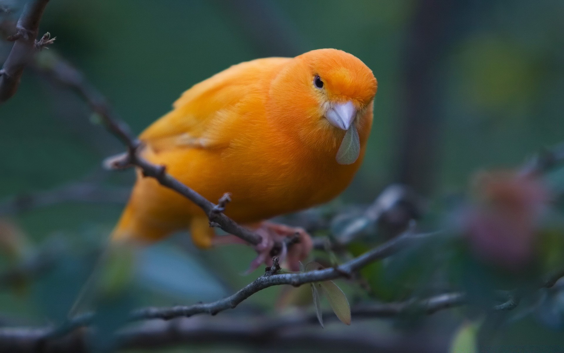 kuşlar kuş yaban hayatı tropikal hayvan doğa avian gaga açık havada vahşi bir papağan