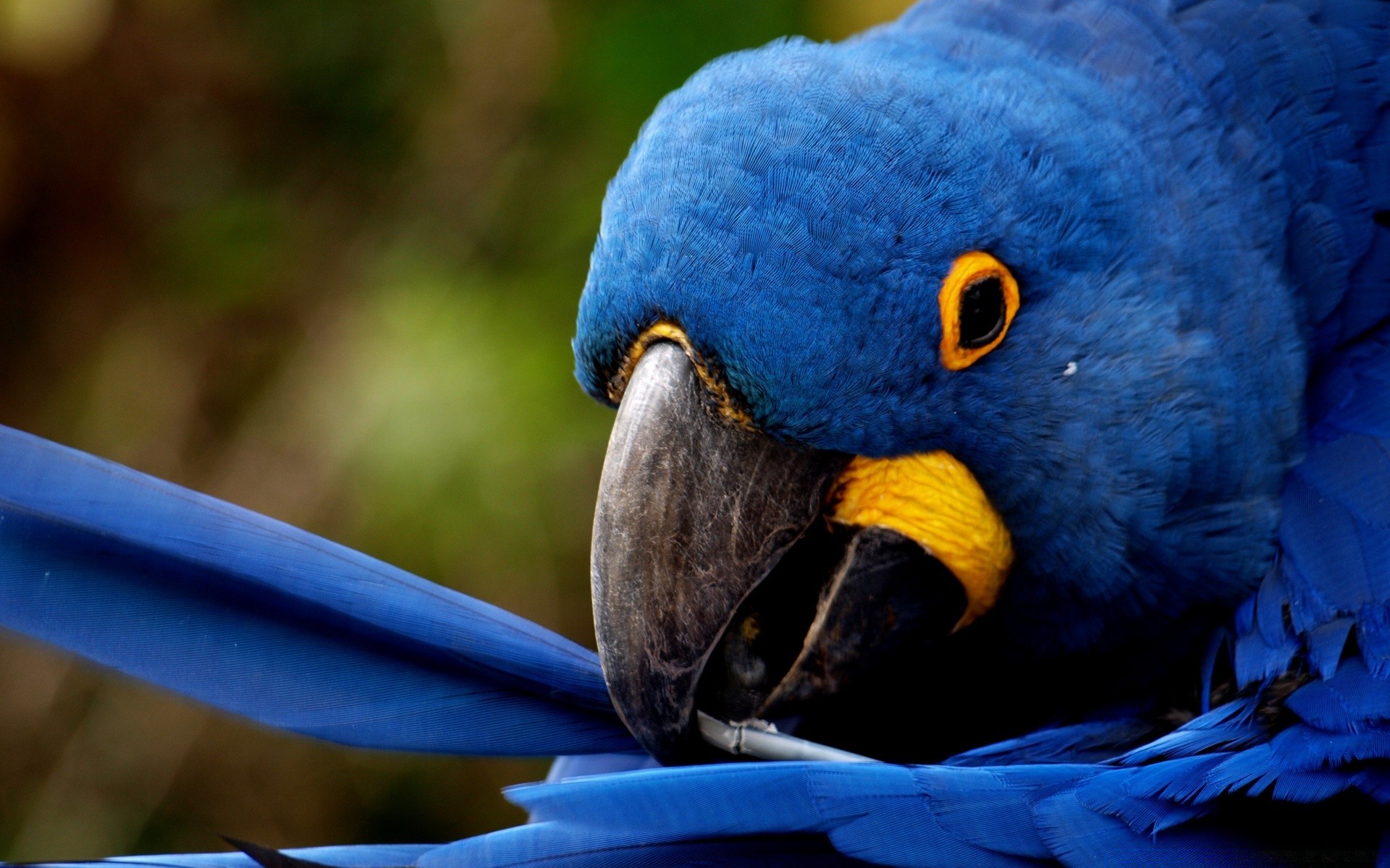 pappagallo uccello fauna selvatica natura ara animale zoo becco piuma selvaggio ala all aperto