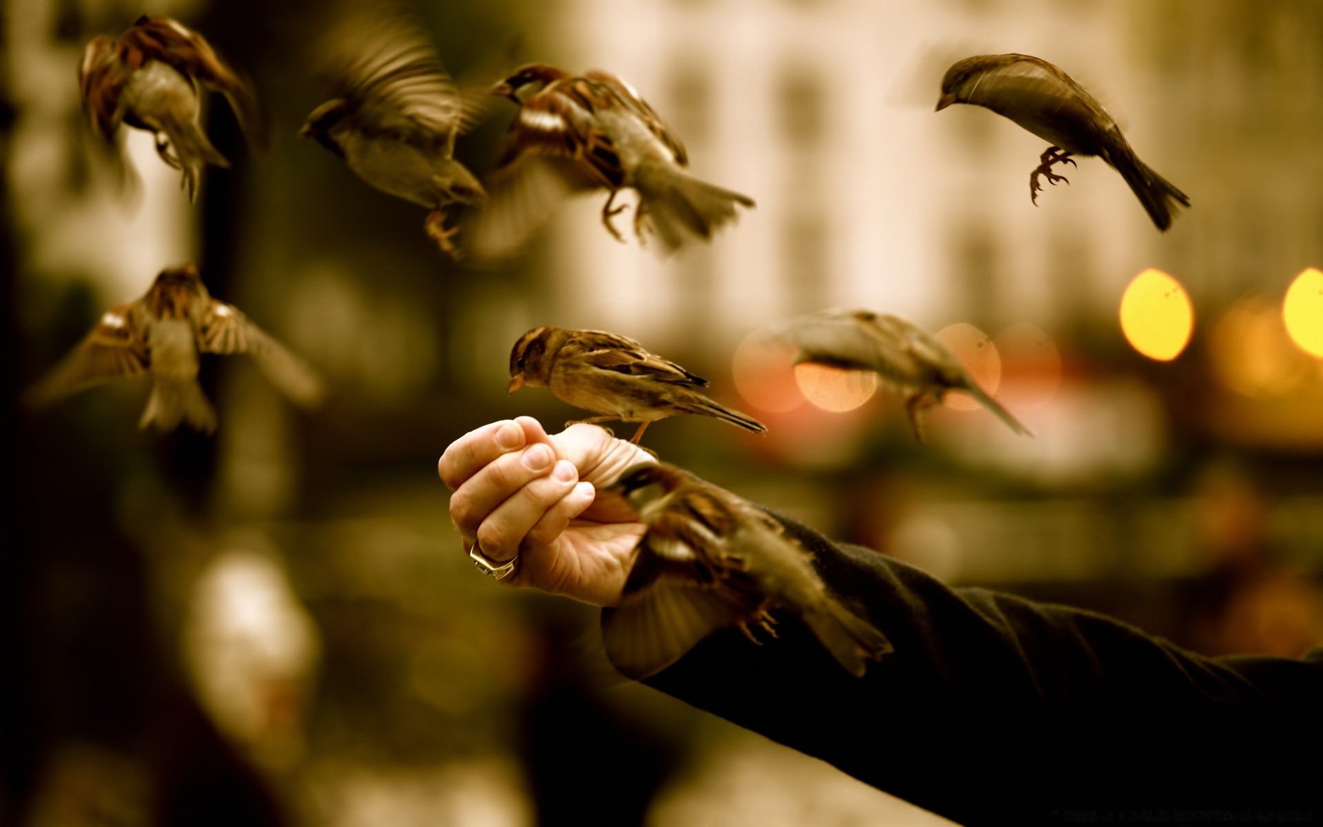 vögel unschärfe vogel tierwelt im freien natur fliegen