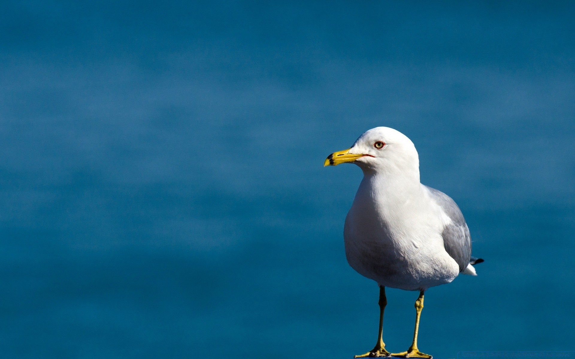 möwe vogel möwen tierwelt im freien natur wasser himmel