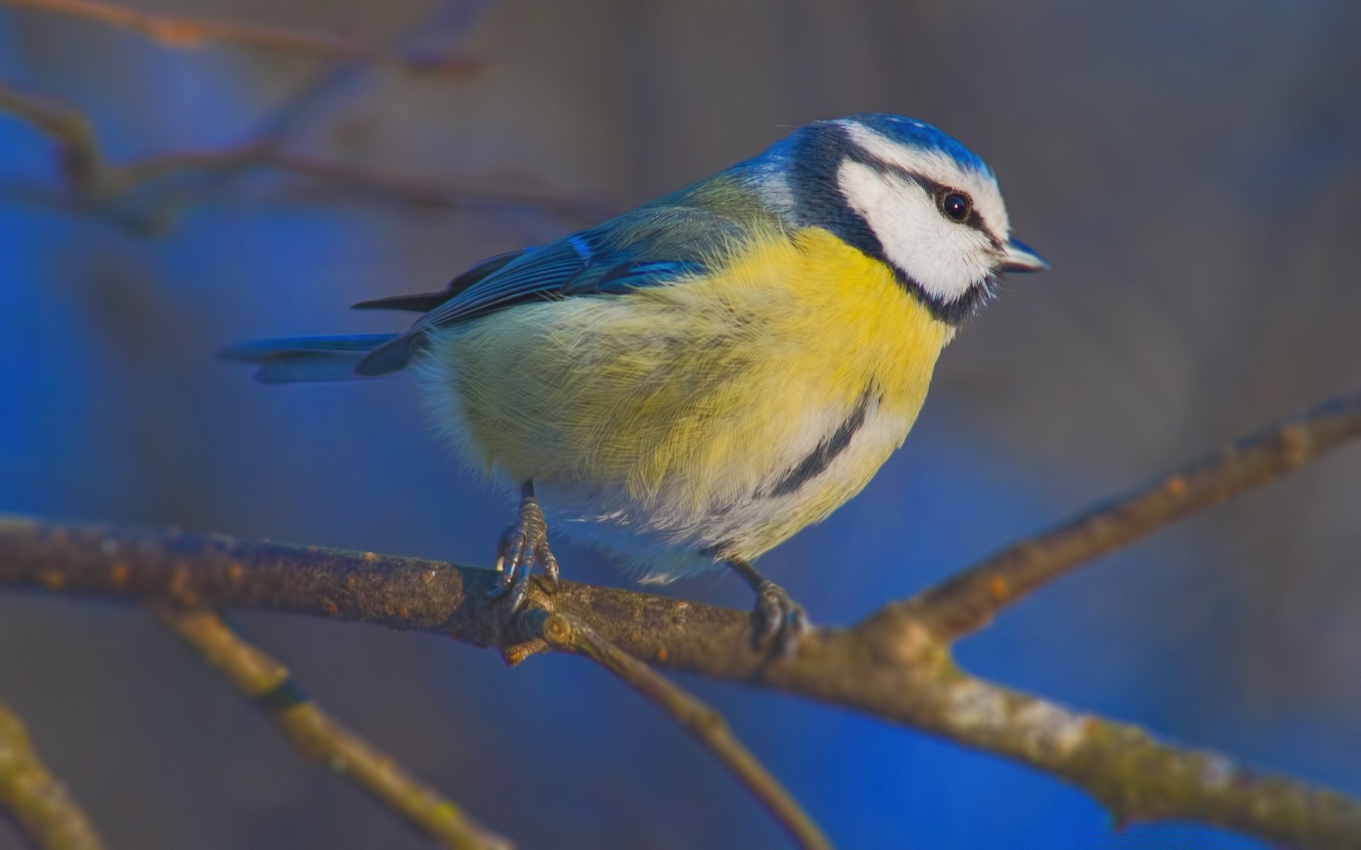 kuşlar kuş yaban hayatı doğa açık havada hayvan avian