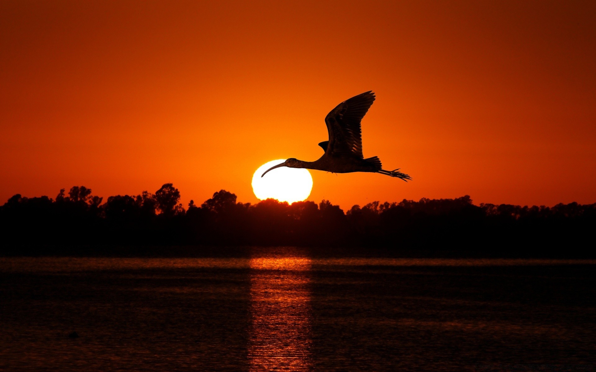 vögel sonnenuntergang abend dämmerung dämmerung silhouette hintergrundbeleuchtung wasser himmel sonne see