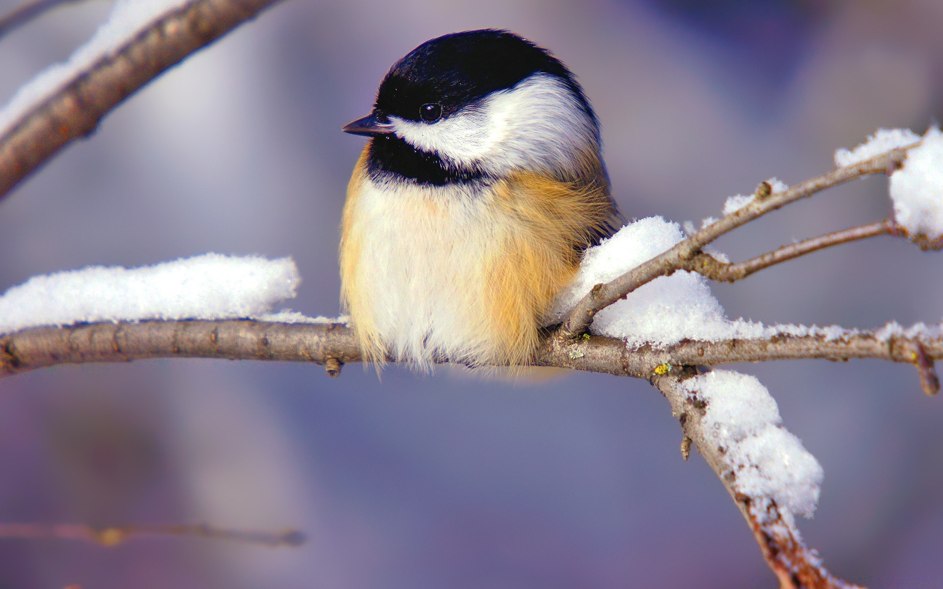 birds bird wildlife nature outdoors songbird animal beak avian birdwatching tree winter