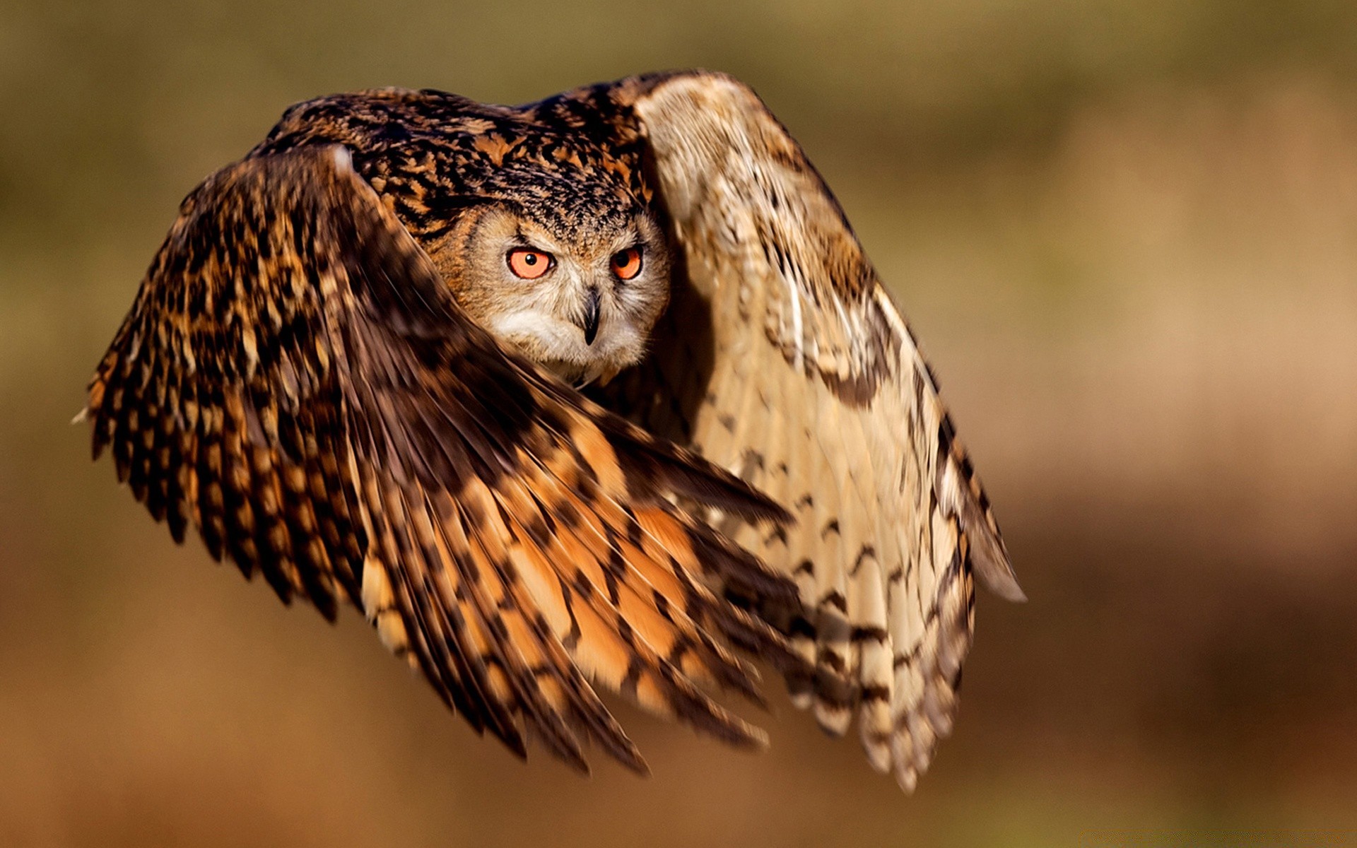 eule tierwelt vogel tier natur porträt wild raptor raubtier