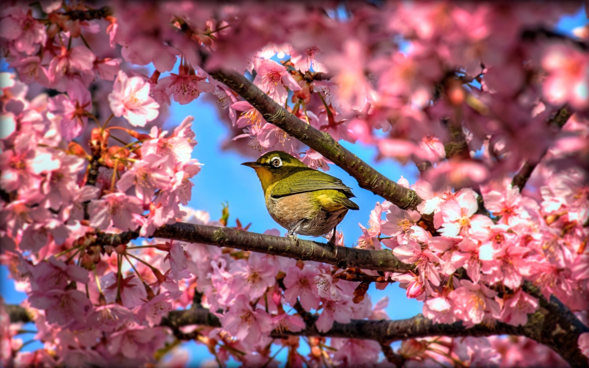 birds flower tree garden branch nature season cherry flora park color outdoors leaf bright springtime