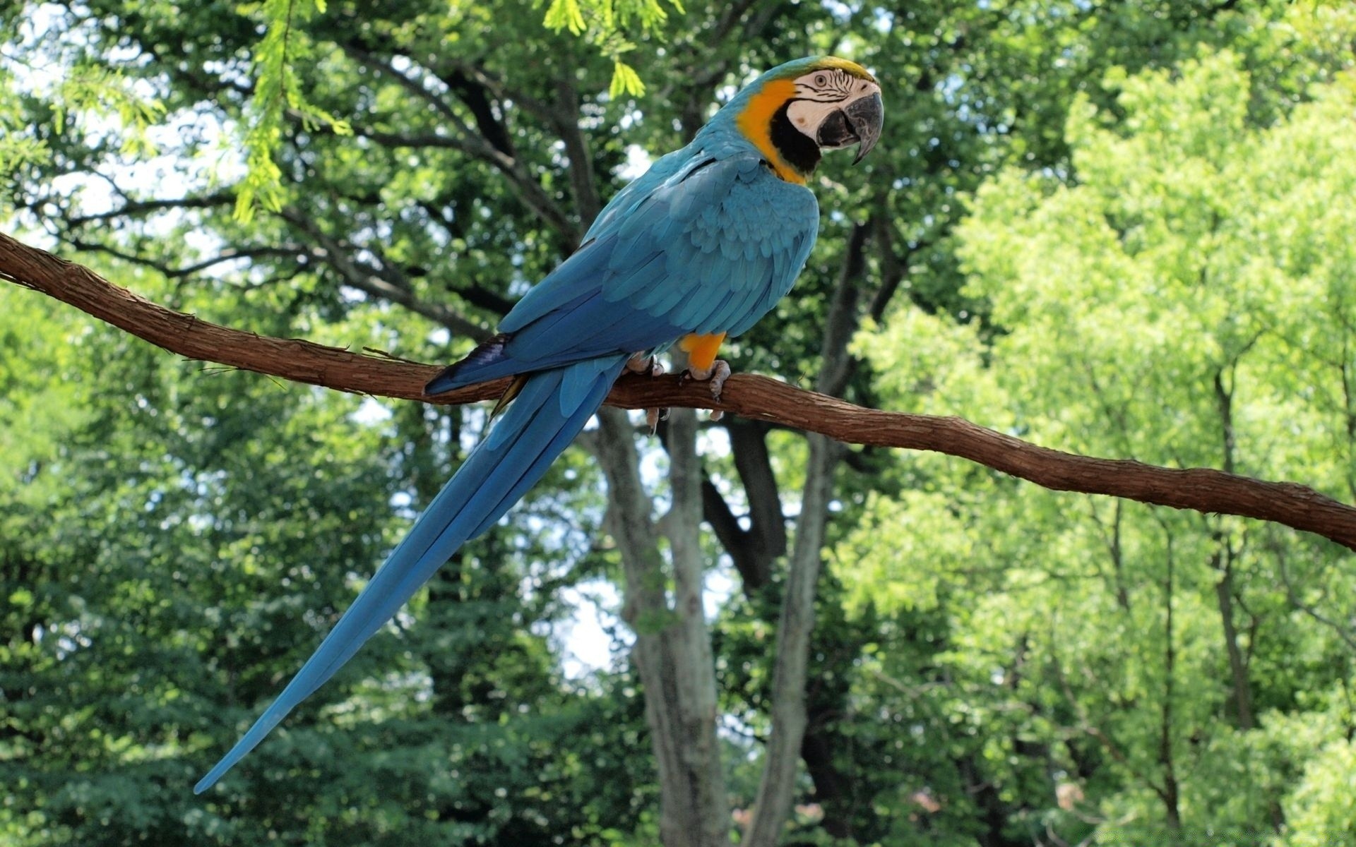 parrot bird nature tree wildlife wood animal beak park outdoors wild tropical feather wing