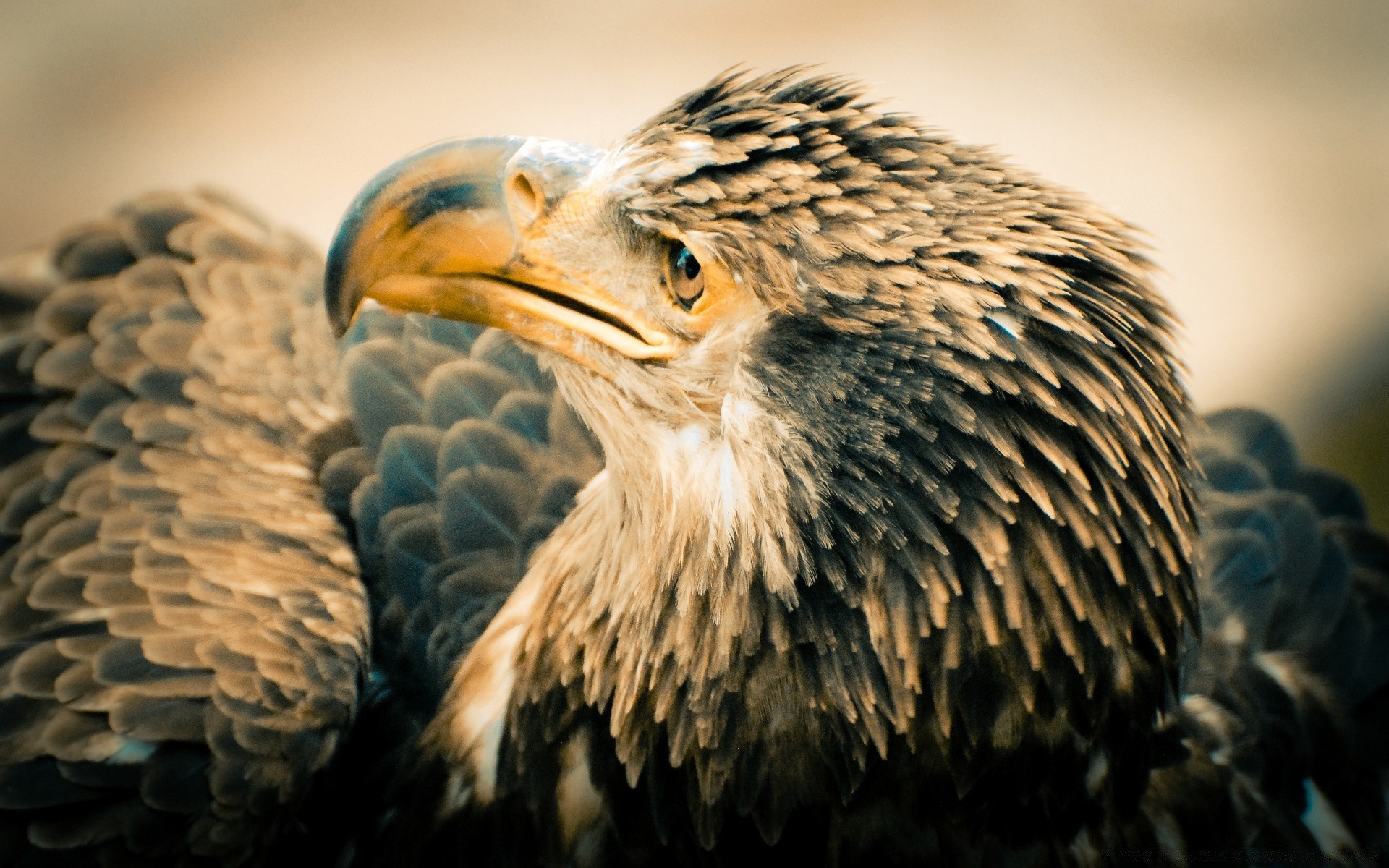 aquila rapace uccello fauna selvatica predatore animale natura preda falco ritratto maestoso piuma