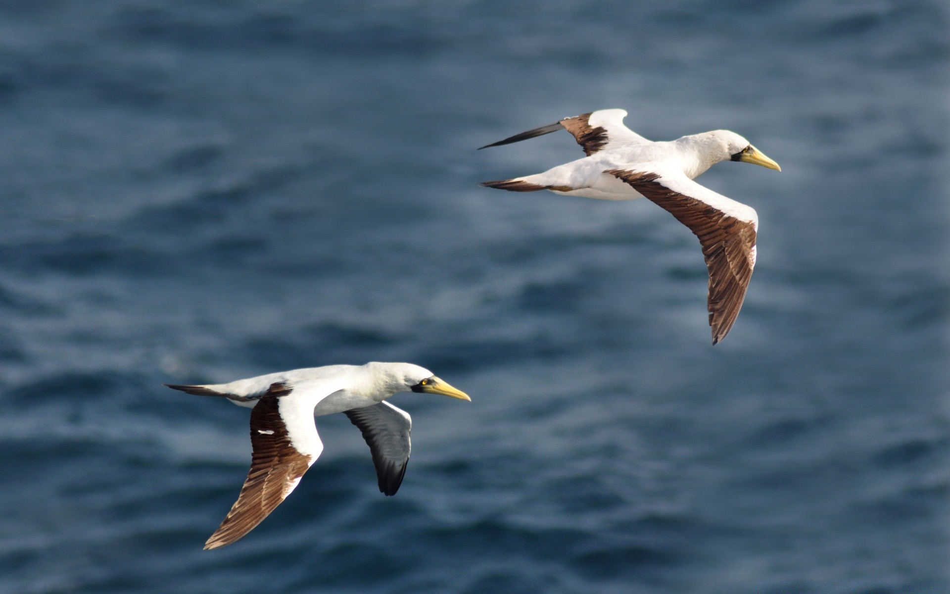 aves aves vida silvestre gaviotas naturaleza agua mar aves océano animal salvaje al aire libre