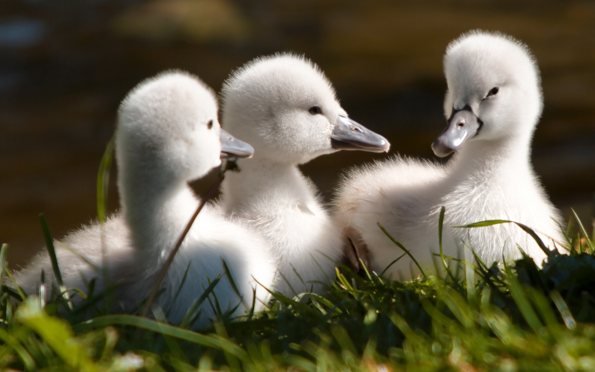 swans bird goose wildlife swan duck nature grass waterfowl animal feather poultry outdoors dame water lake cute downy duckling beak little