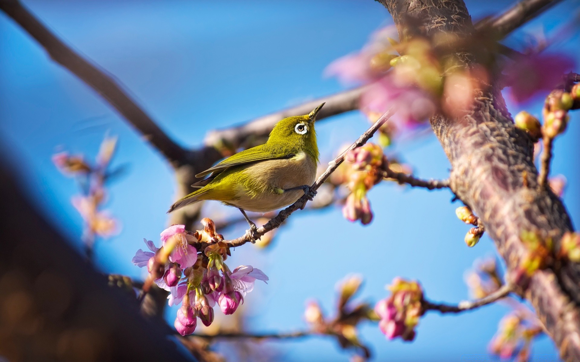 birds bird tree outdoors nature branch flower garden wildlife color park