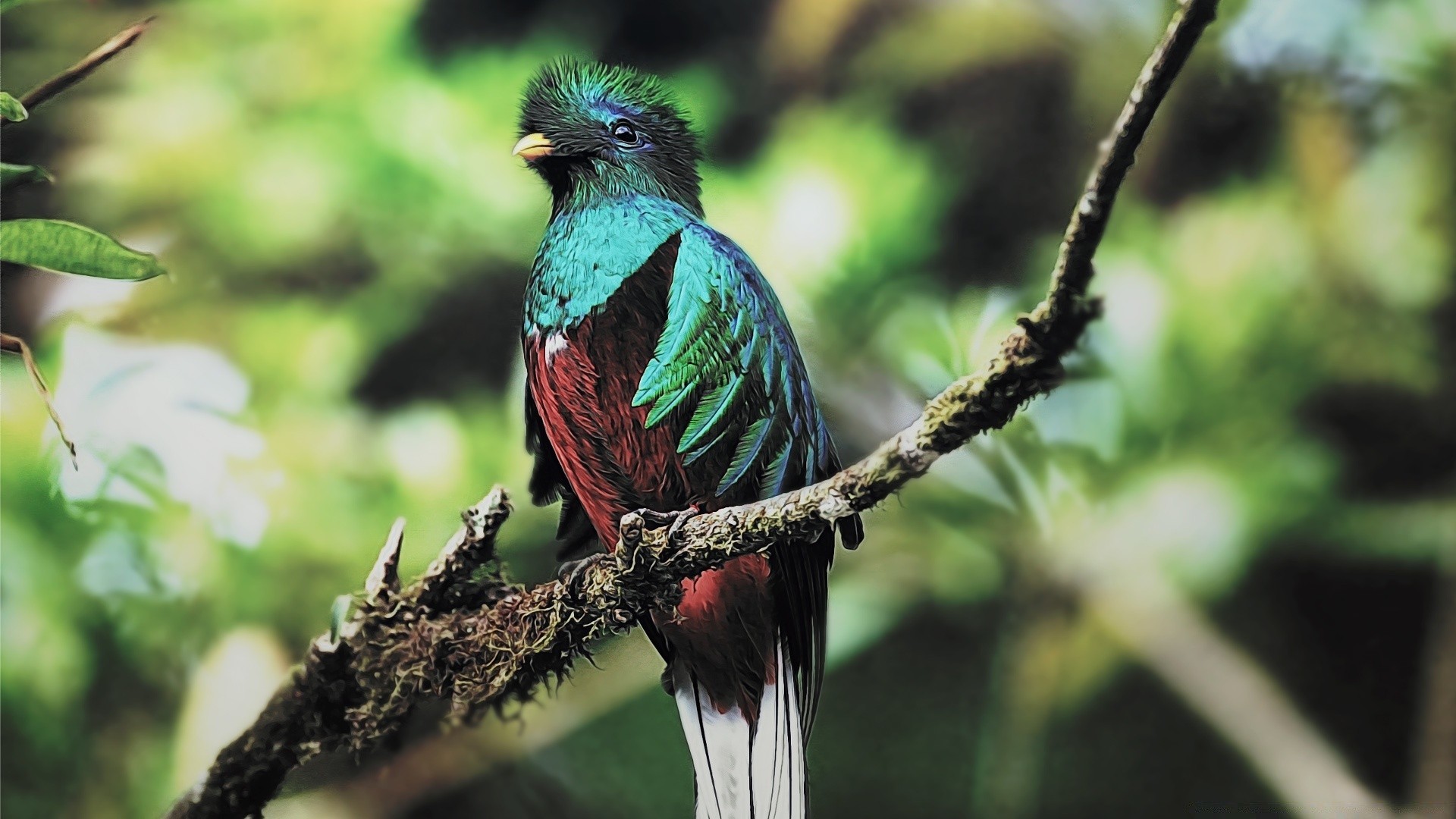 aves pássaro vida selvagem natureza selvagem ao ar livre animal avian bico cor pena jardim