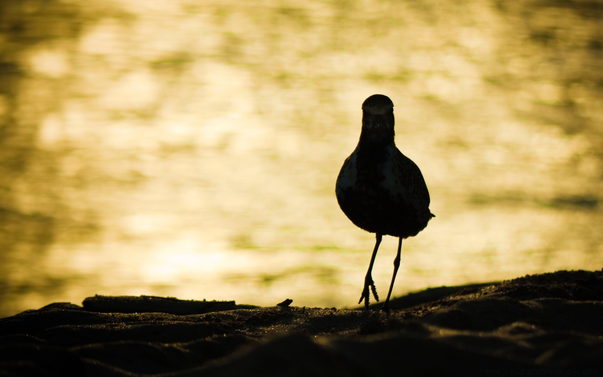 vögel vogel tierwelt sonnenuntergang wasser im freien natur monochrom