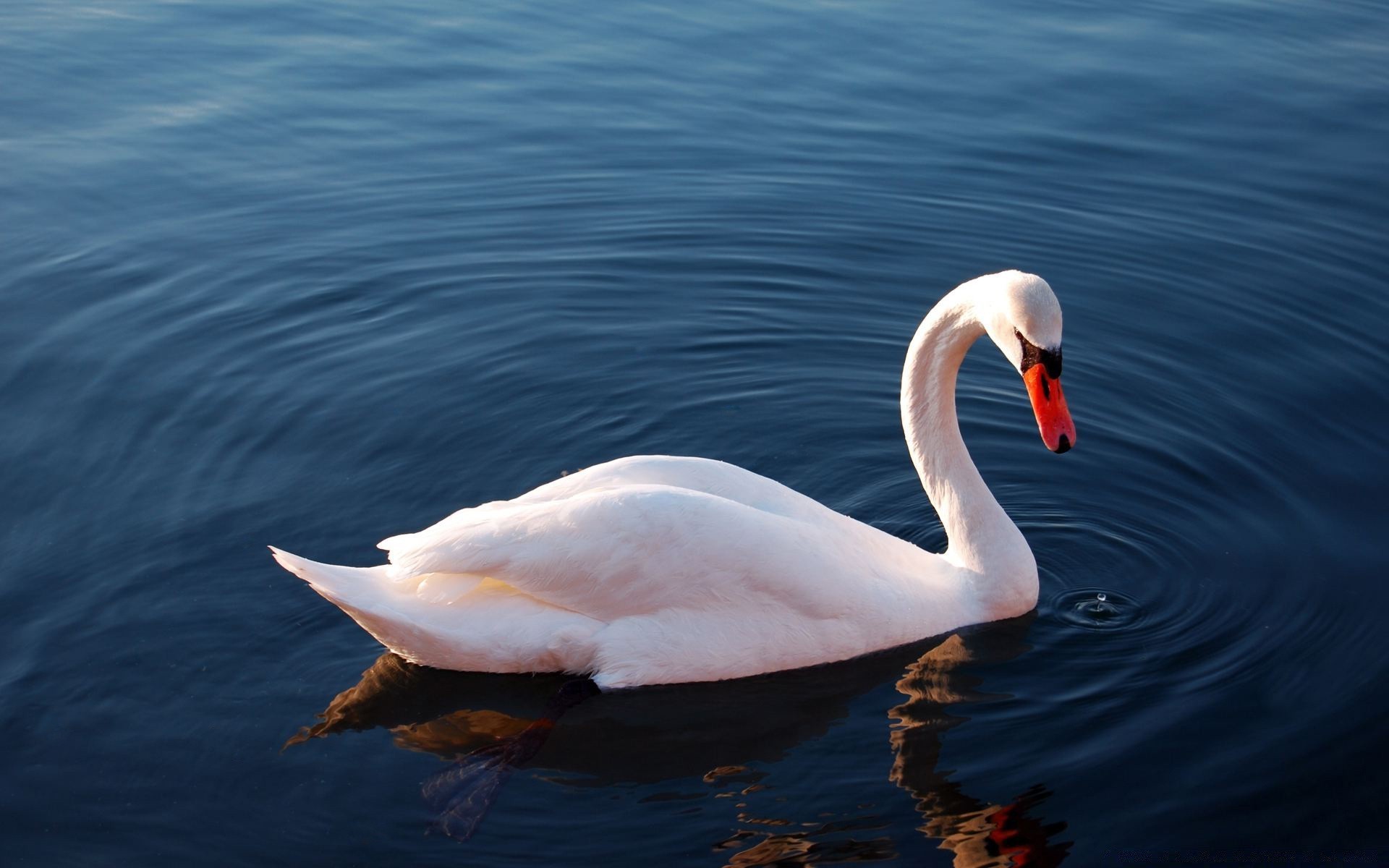 łabędzie ptak woda łabędź jezioro pływanie natura dzika przyroda ptactwo wodne ptaki basen dziób zwierzę