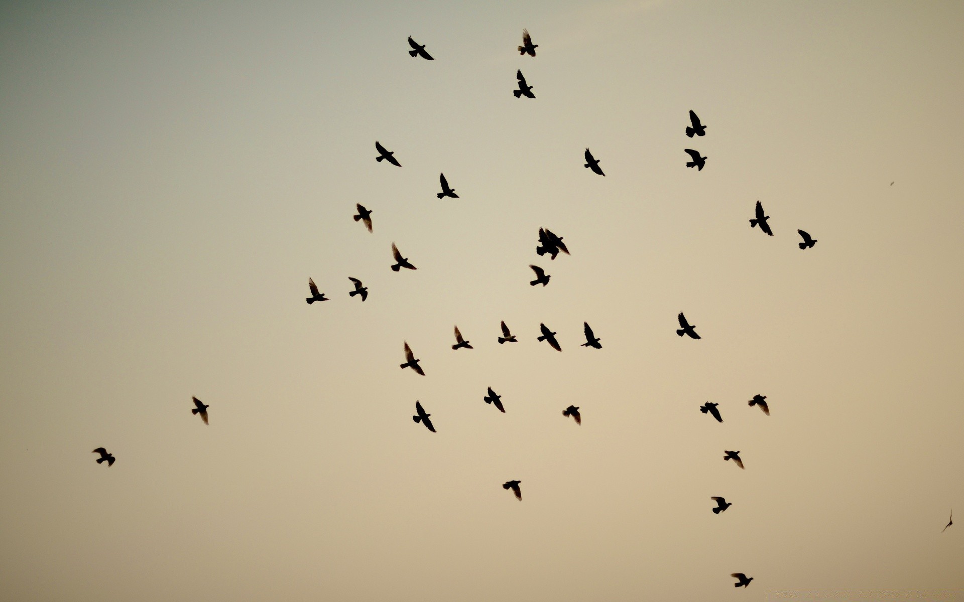 taube vogel tierwelt gans flug fliegen herde krähe tier wasservögel kunst landschaft monochrom ente möwen taube himmel bewegung silhouette strand