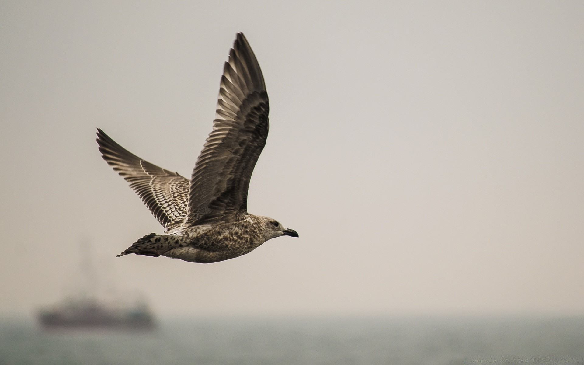 gaviota pájaro vida silvestre gaviotas naturaleza luz del día