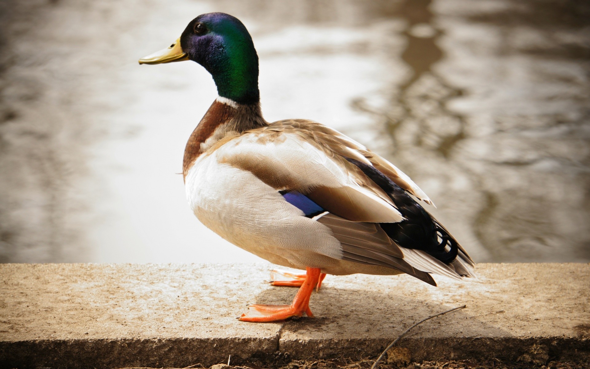 duck bird poultry feather wildlife mallard waterfowl nature animal swimming beak pool lake