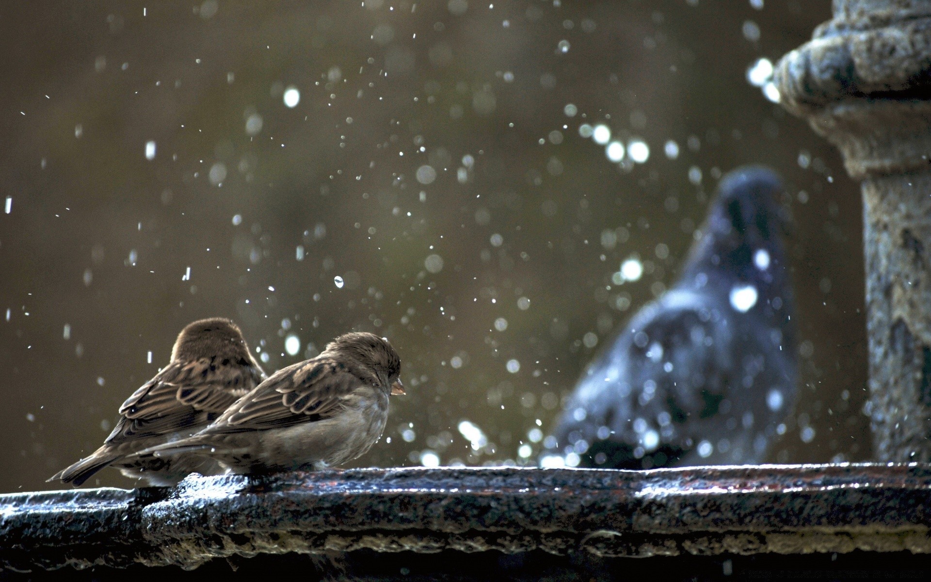 birds bird nature water wildlife winter animal outdoors one river park lake food