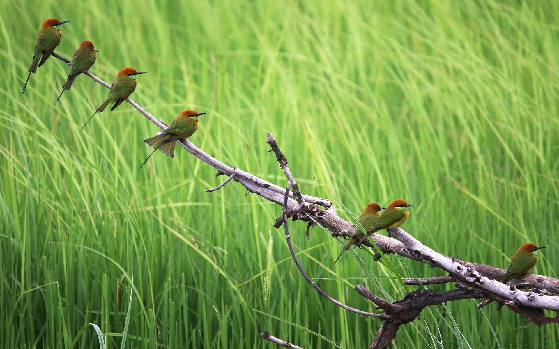 birds nature bird wildlife grass animal outdoors environment conservation wild summer