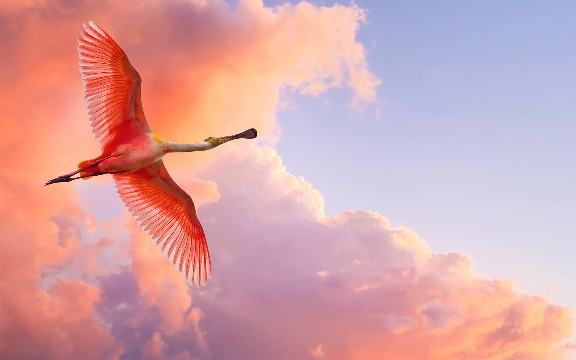 flamenco pájaro cielo vuelo al aire libre libertad