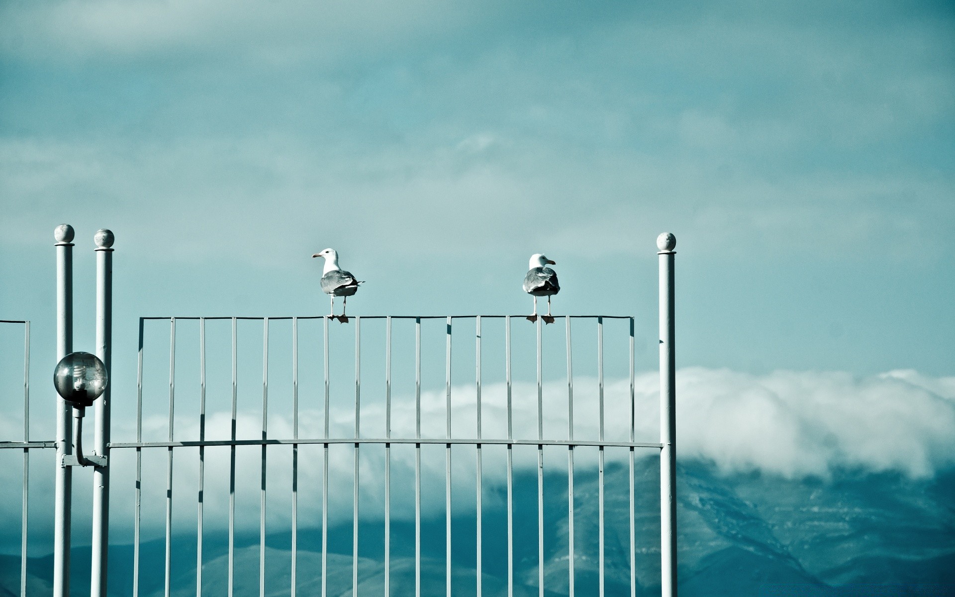 mouette ciel technologie puissance électricité énergie environnement clôture extérieur industrie paysage lumière voyage