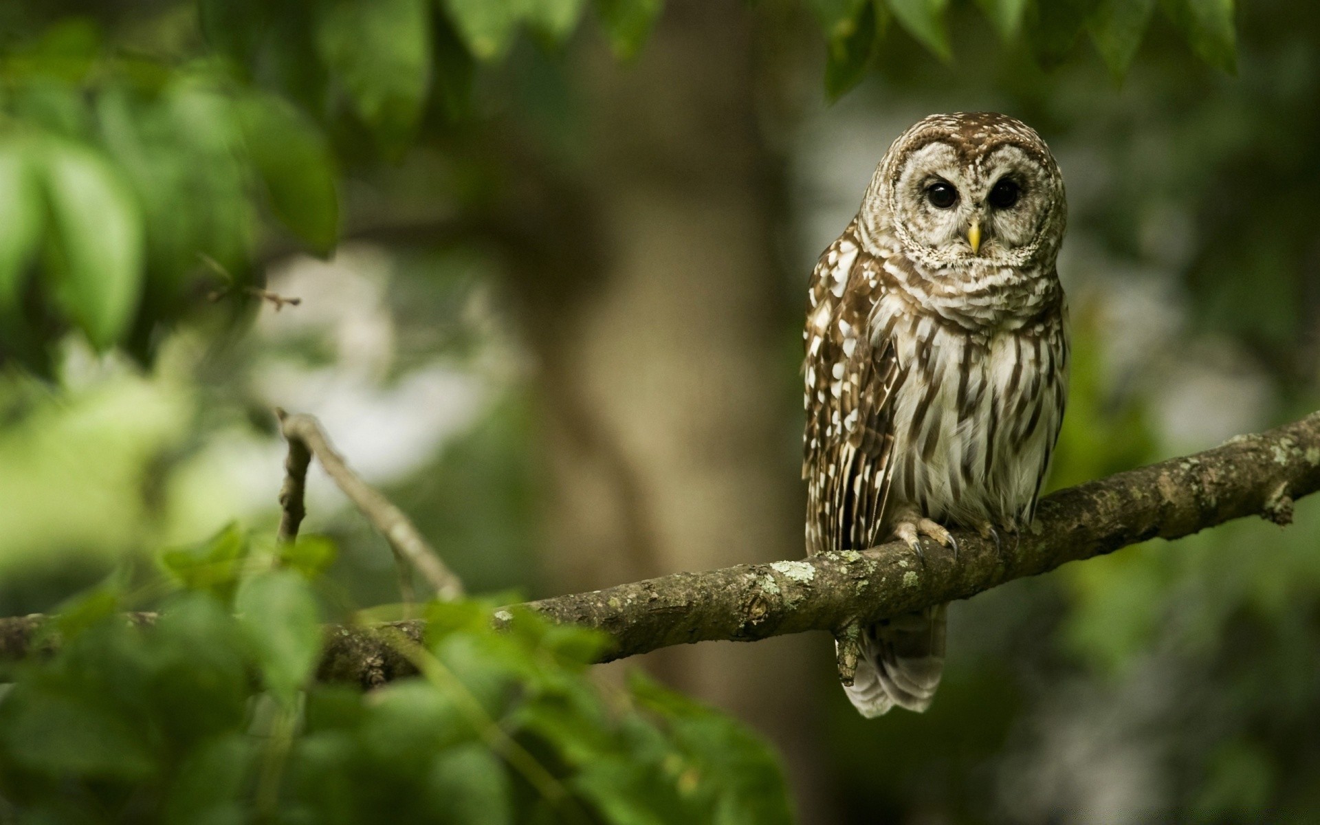 búho naturaleza vida silvestre pájaro al aire libre animal salvaje pequeño madera madera hoja