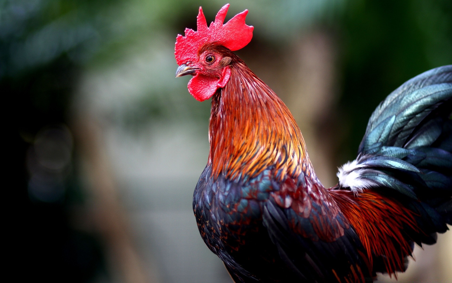 oiseaux oiseaux oiseau poulet coq ferme nature poulet plume bec à l extérieur couleur avian animal stalle touffe