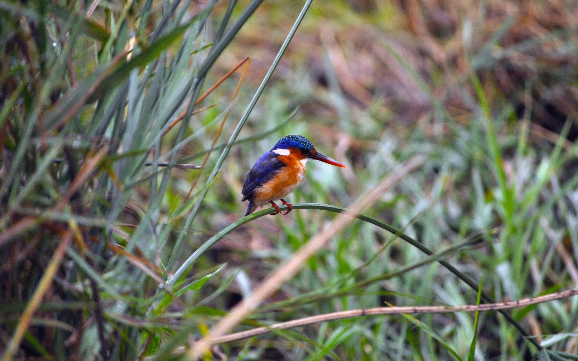 aves pássaro natureza vida selvagem ao ar livre selvagem pequeno