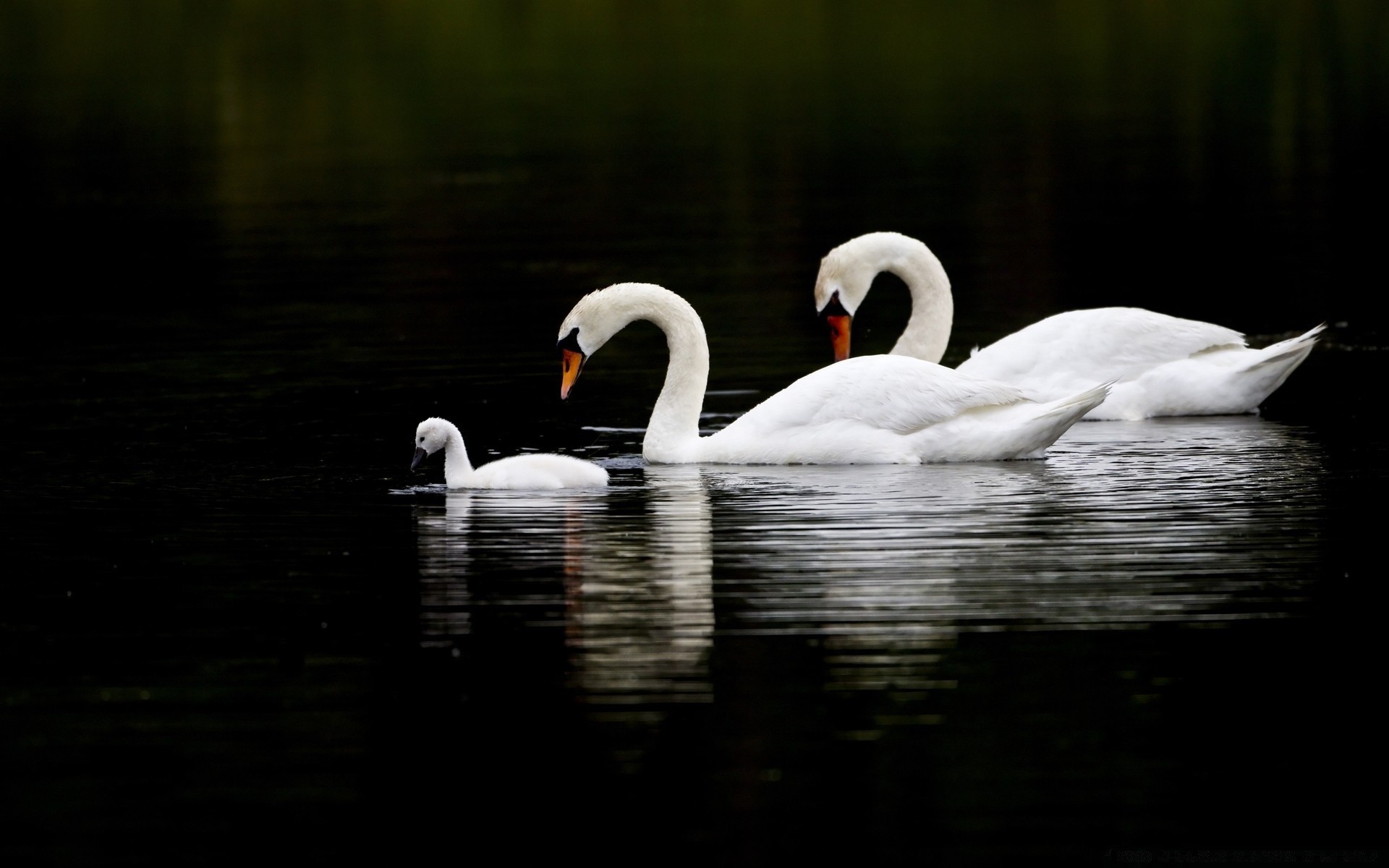 cygnes cygne oiseau lac sauvagine eau piscine canard plume faune nature muet natation oie cou réflexion oiseaux animal rivière belle