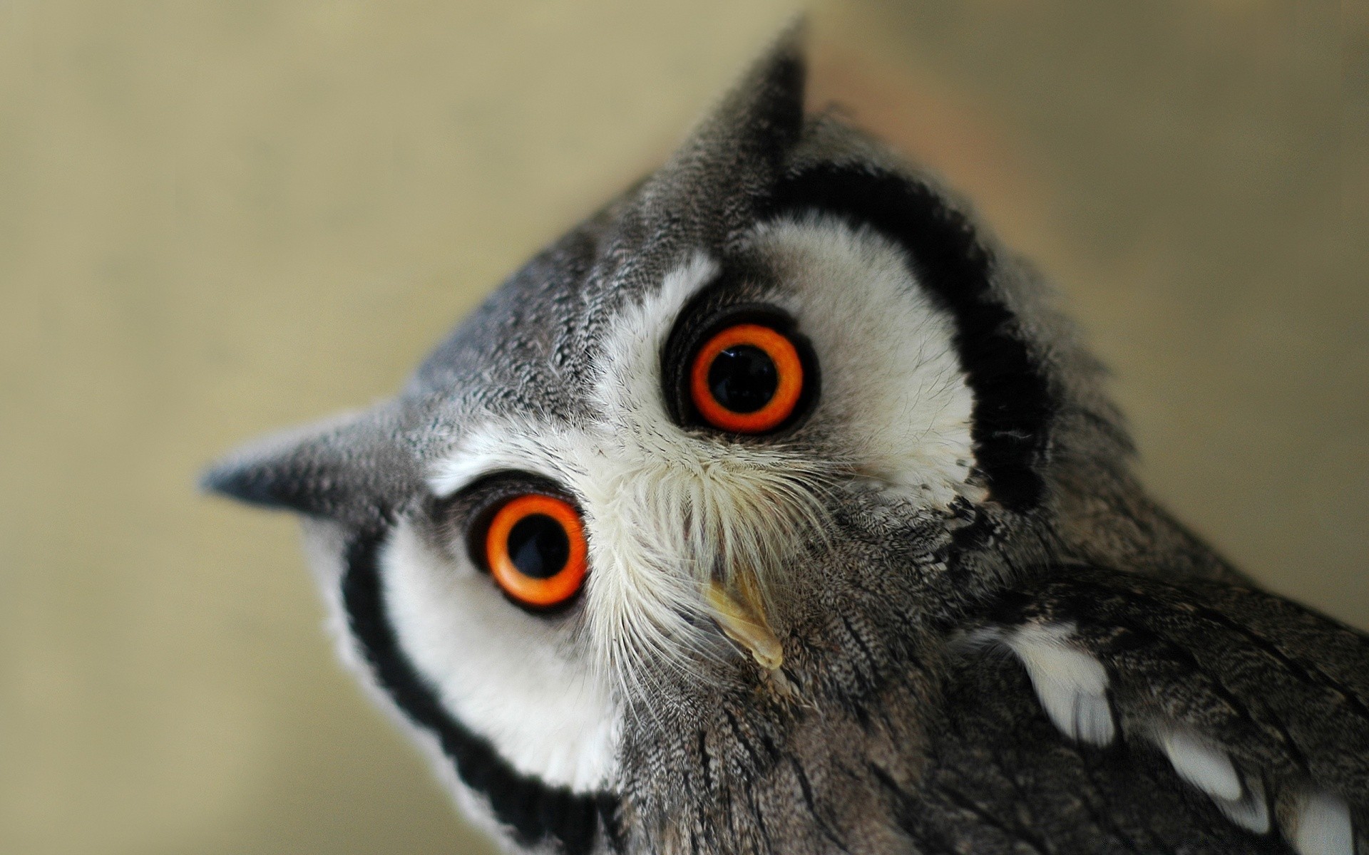 eule vogel tierwelt porträt tier auge raptor flugzeug natur schnabel grau