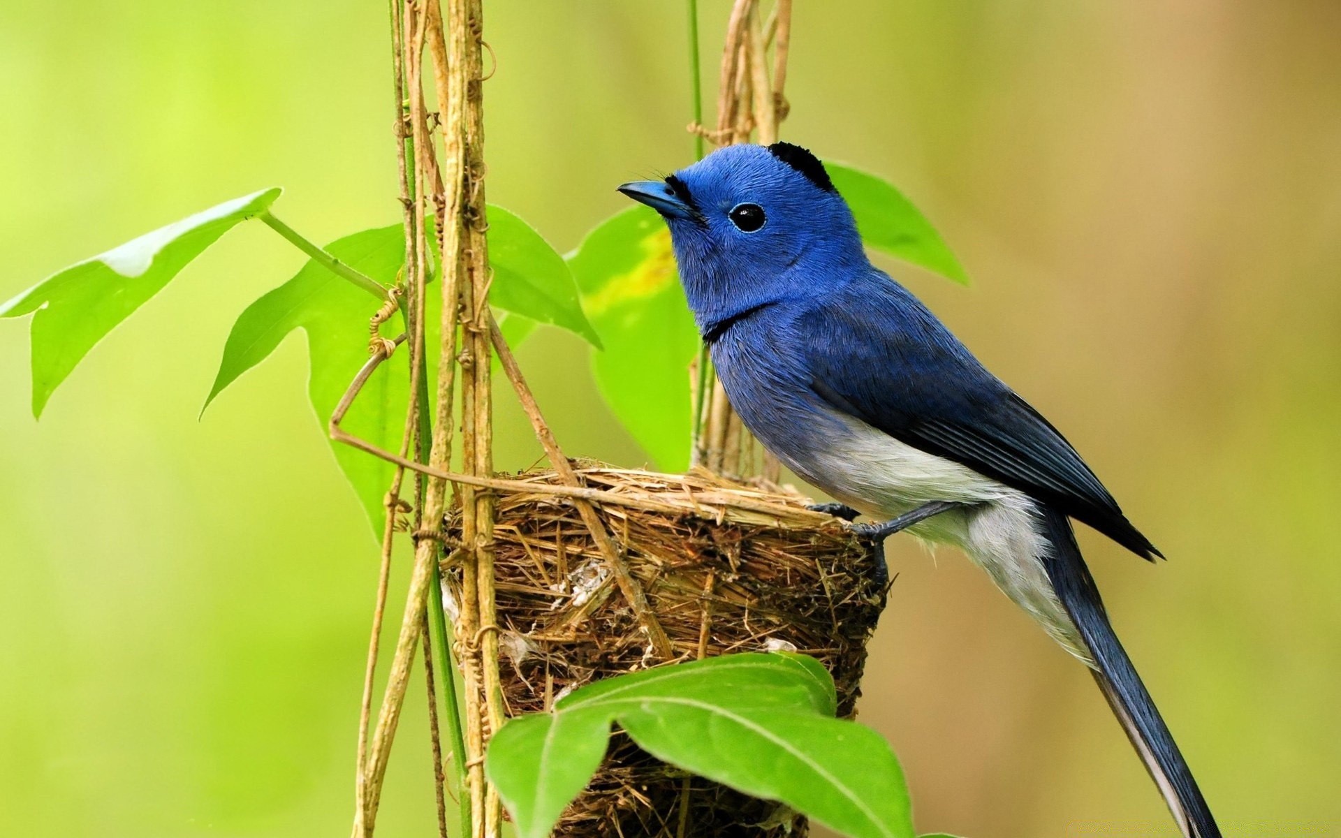 birds bird wildlife nature animal wild avian wing outdoors beak feather