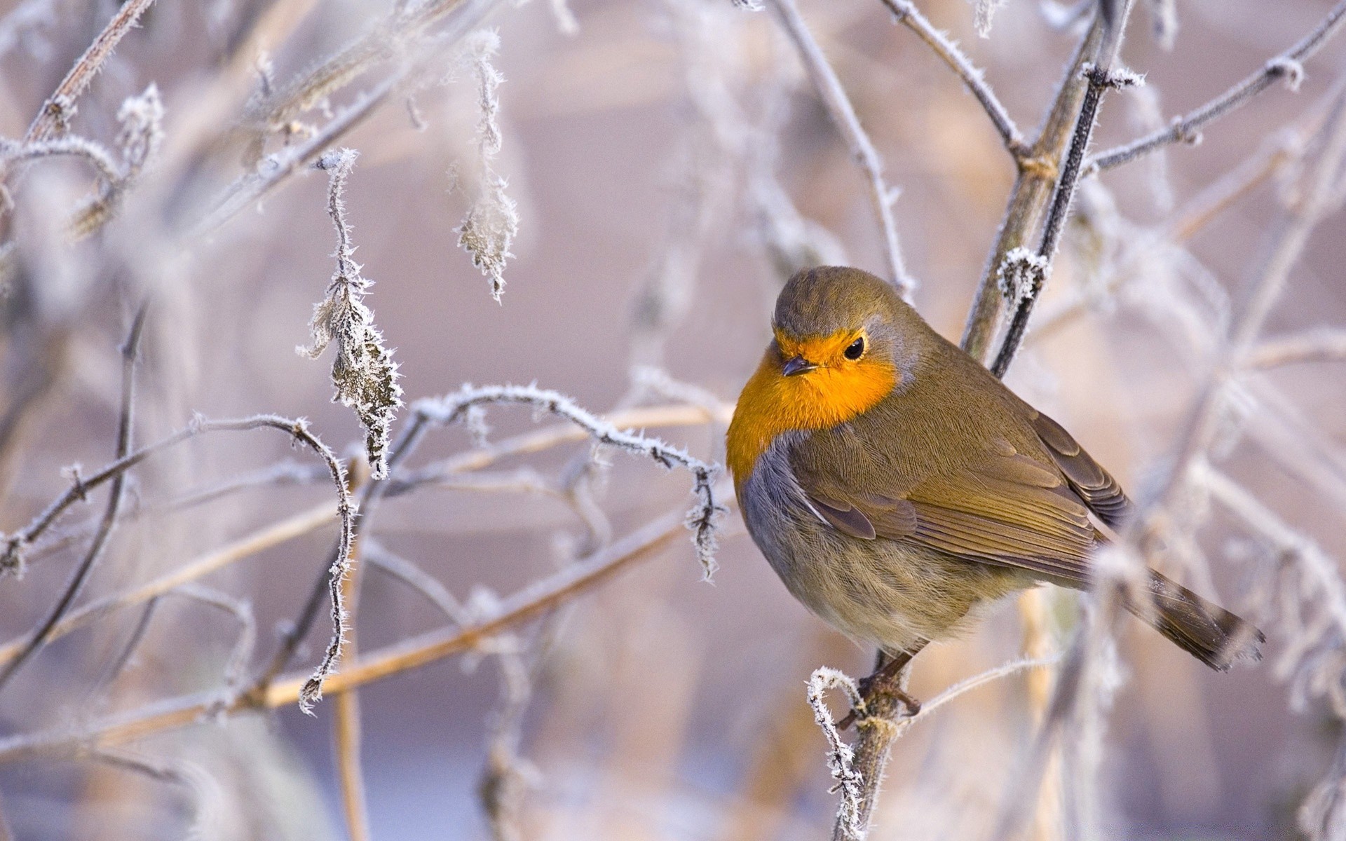 aves natureza árvore pássaro vida selvagem inverno ao ar livre