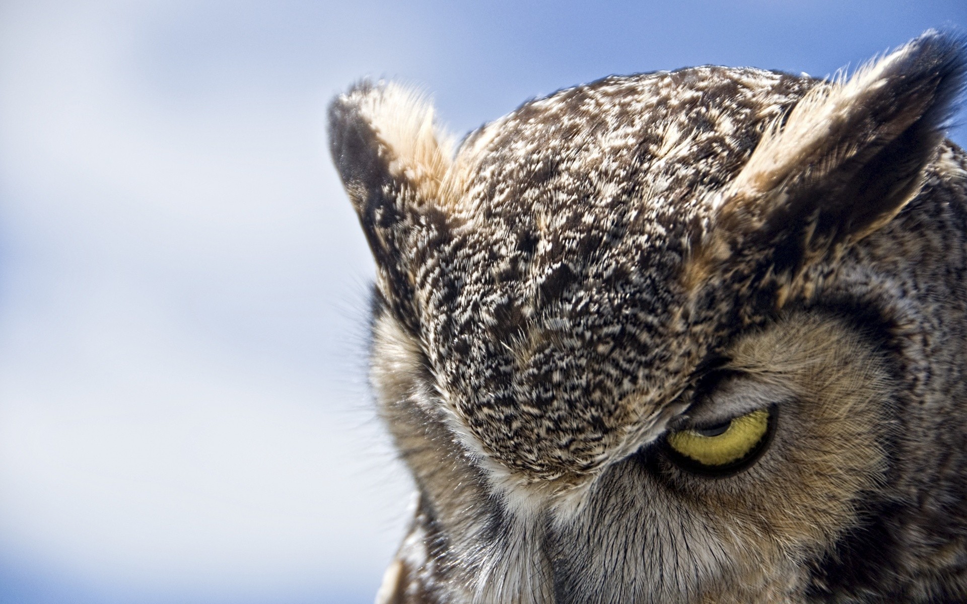 hibou animal nature faune mammifère fourrure oeil portrait mignon sauvage tête animal chat