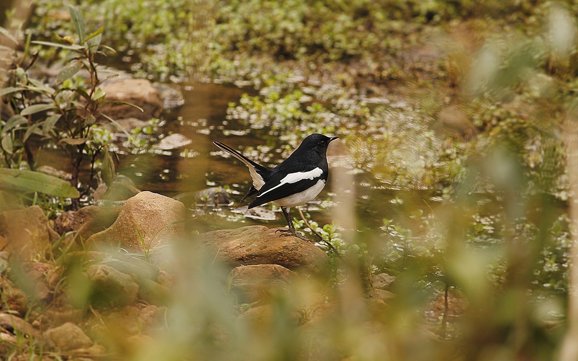 aves aves vida silvestre naturaleza al aire libre salvaje animal agua hoja