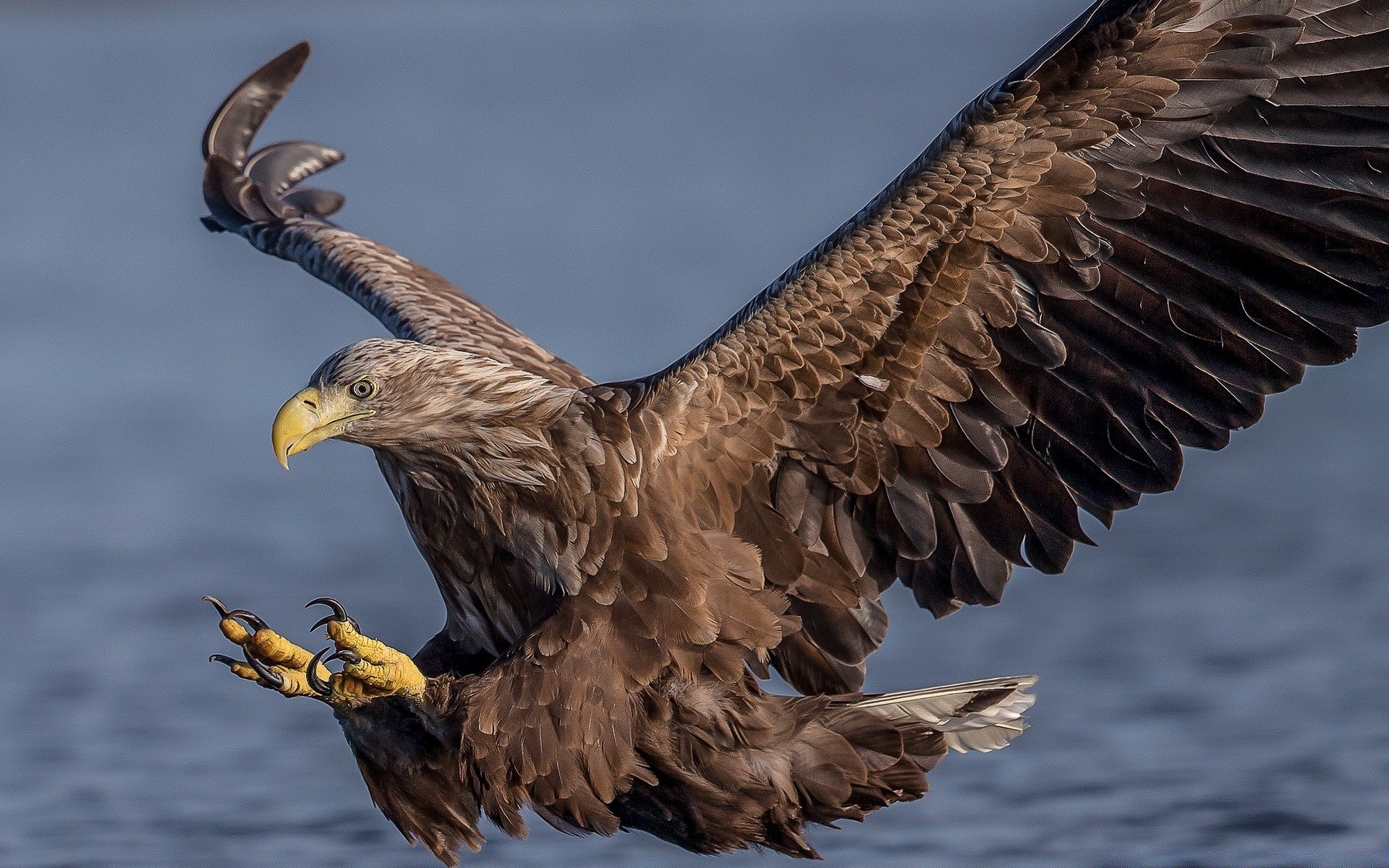 birds of prey bird eagle raptor wildlife bald eagle beak hawk prey nature animal wing flight feather wild