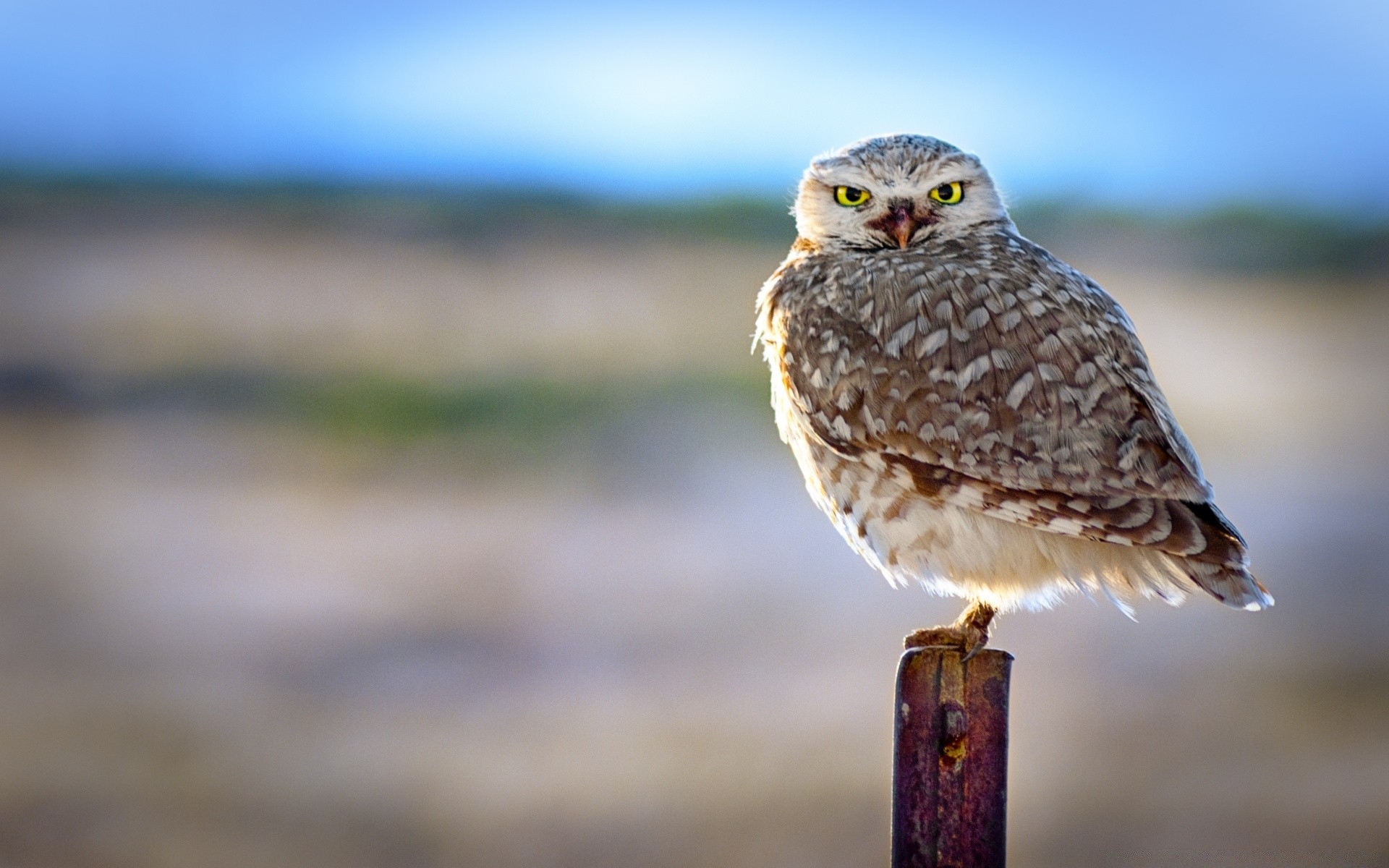 sowa ptak dzika przyroda natura zwierzę raptor na zewnątrz dziki