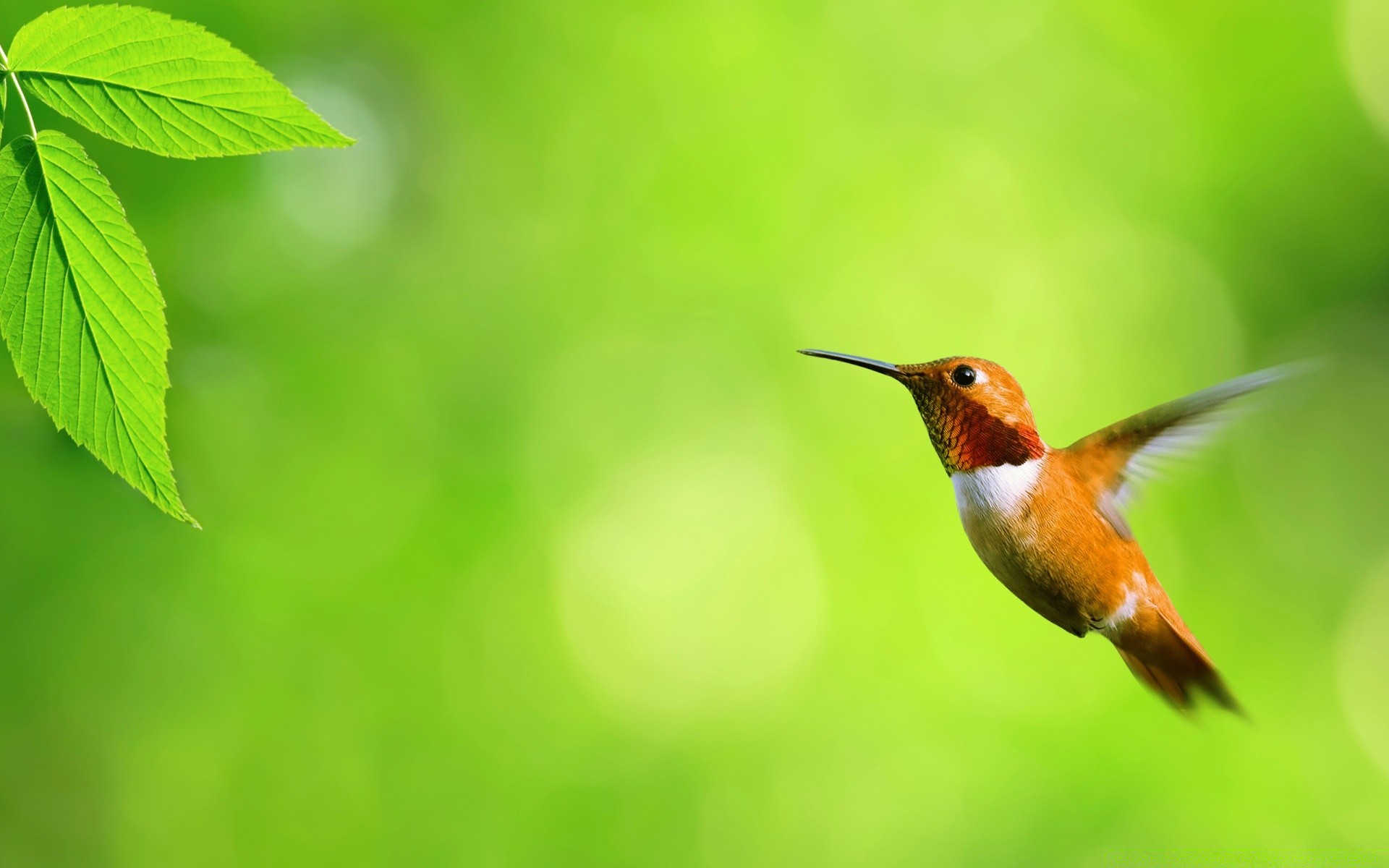 aves natureza folha pássaro vida selvagem ao ar livre