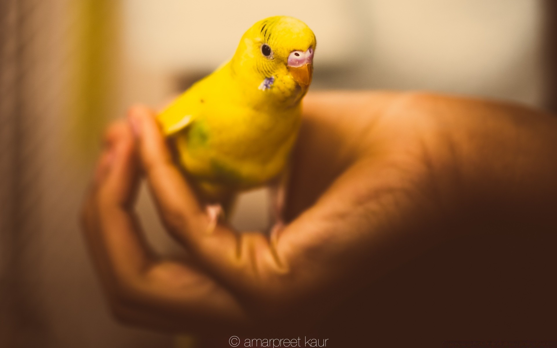 parrot blur one wildlife bird indoors portrait side view