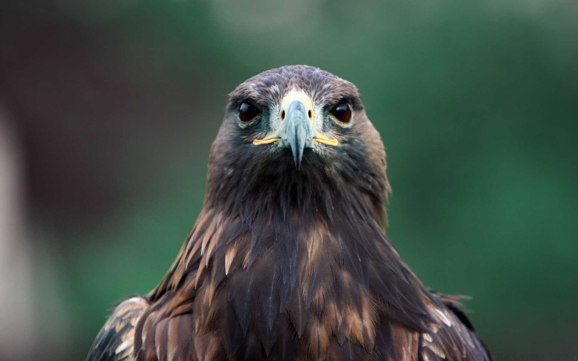 aquila rapace uccello preda fauna selvatica falco falco falconeria calvo aquila calva predatore maestoso natura becco splendore piuma selvaggio volo animale