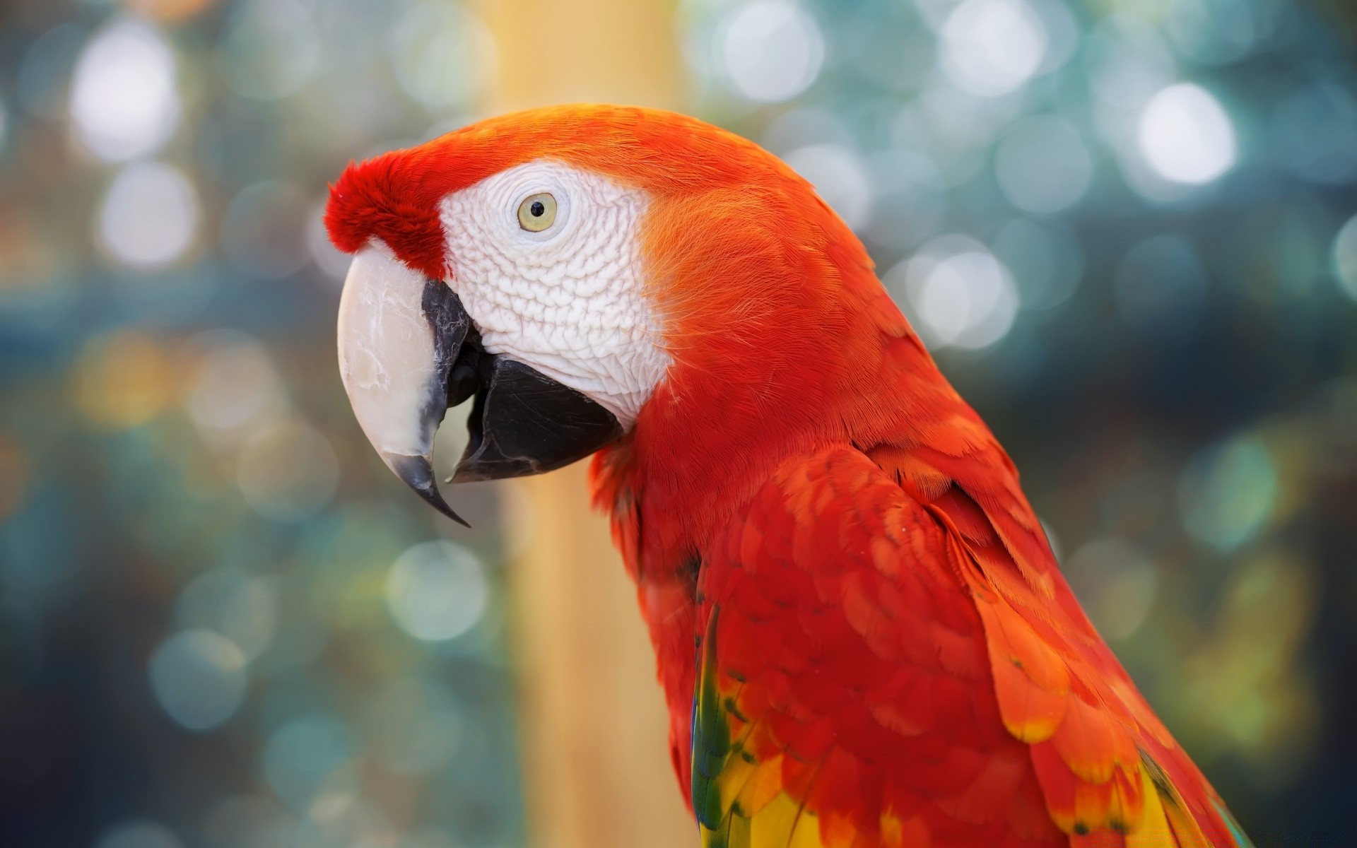 parrot bird wildlife macaw zoo feather animal beak nature avian wild tropical exotic