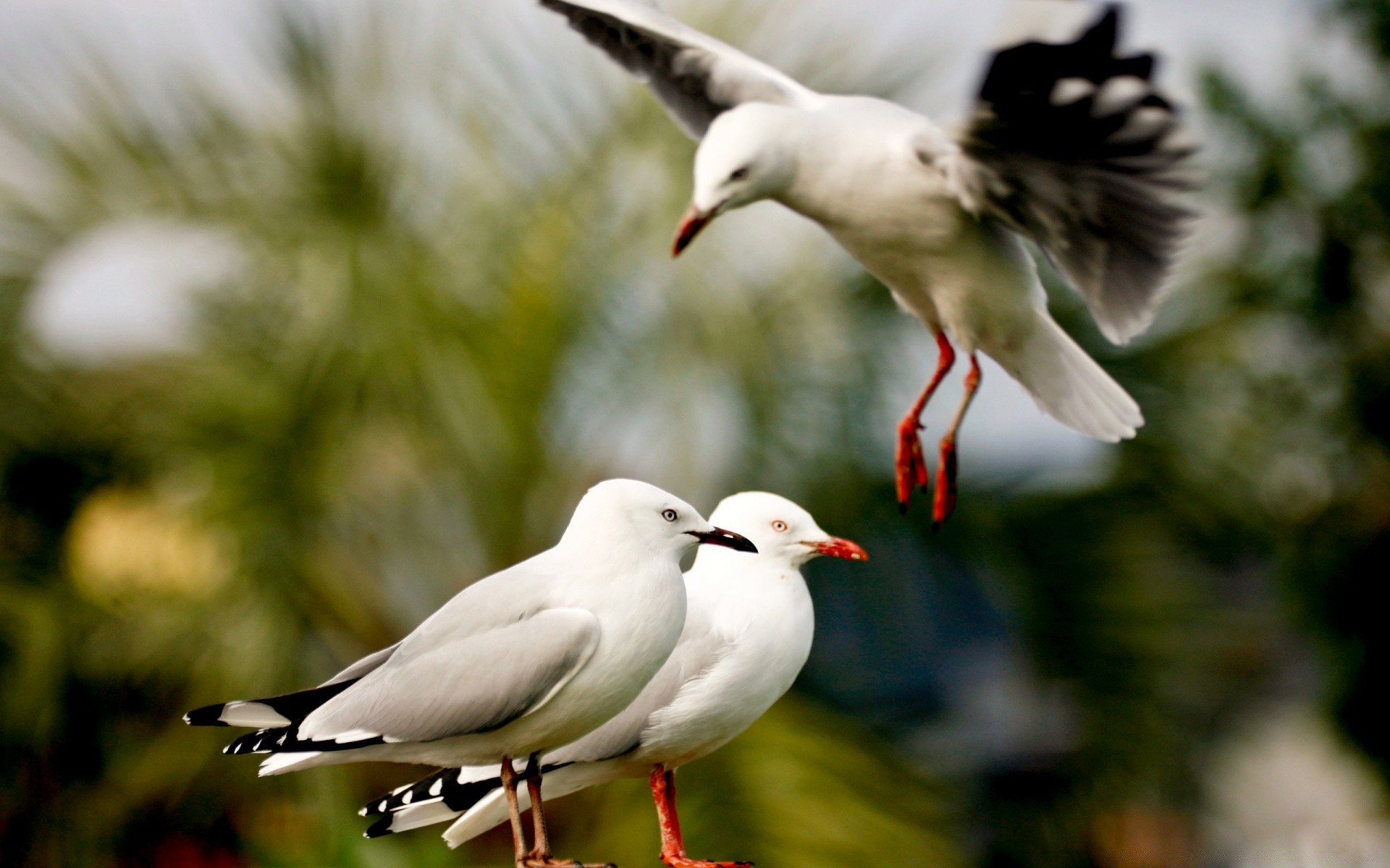 природа птица белая животное без смс