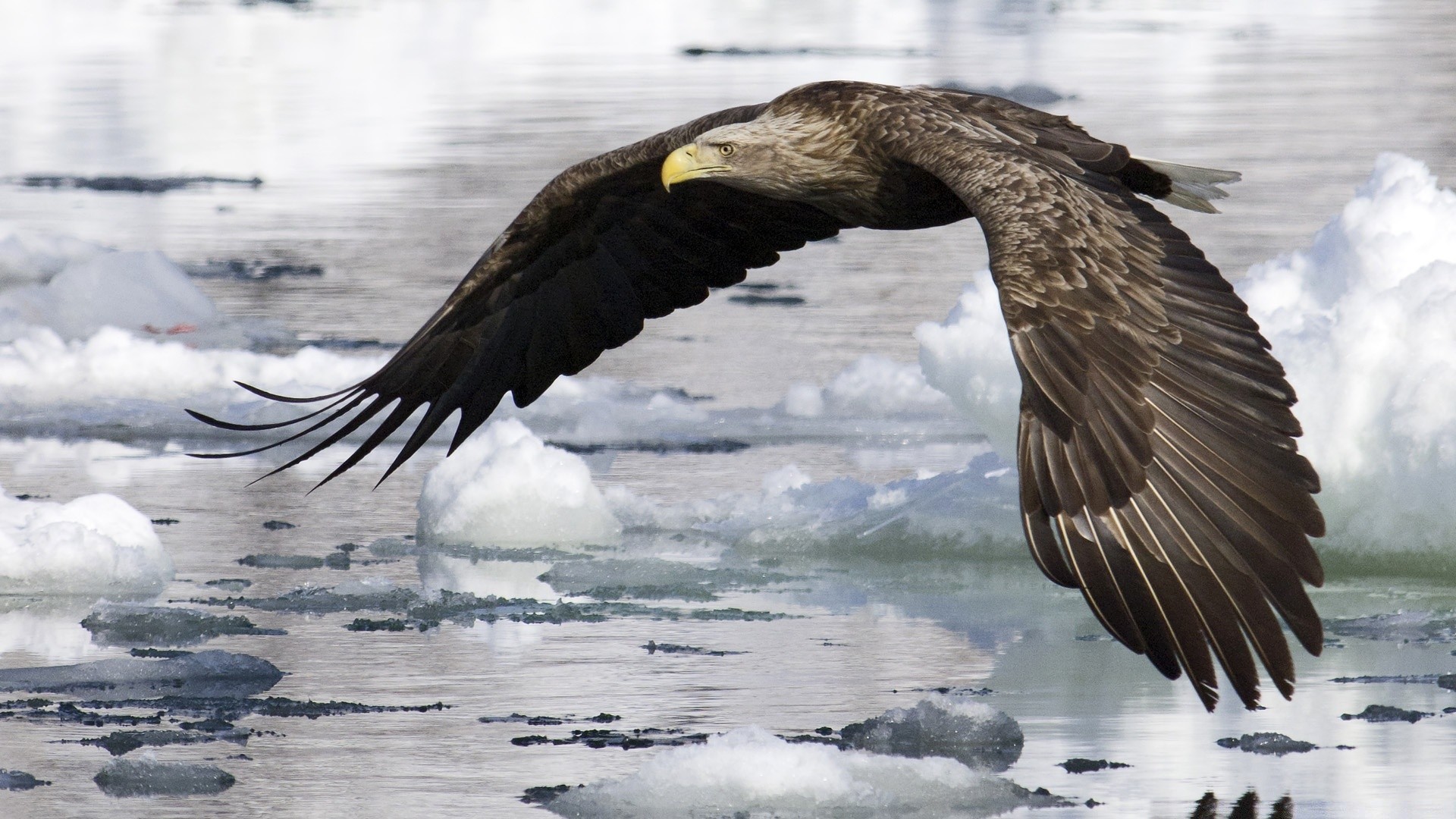 aigle oiseau faune nature raptor à l extérieur animal eau sauvage