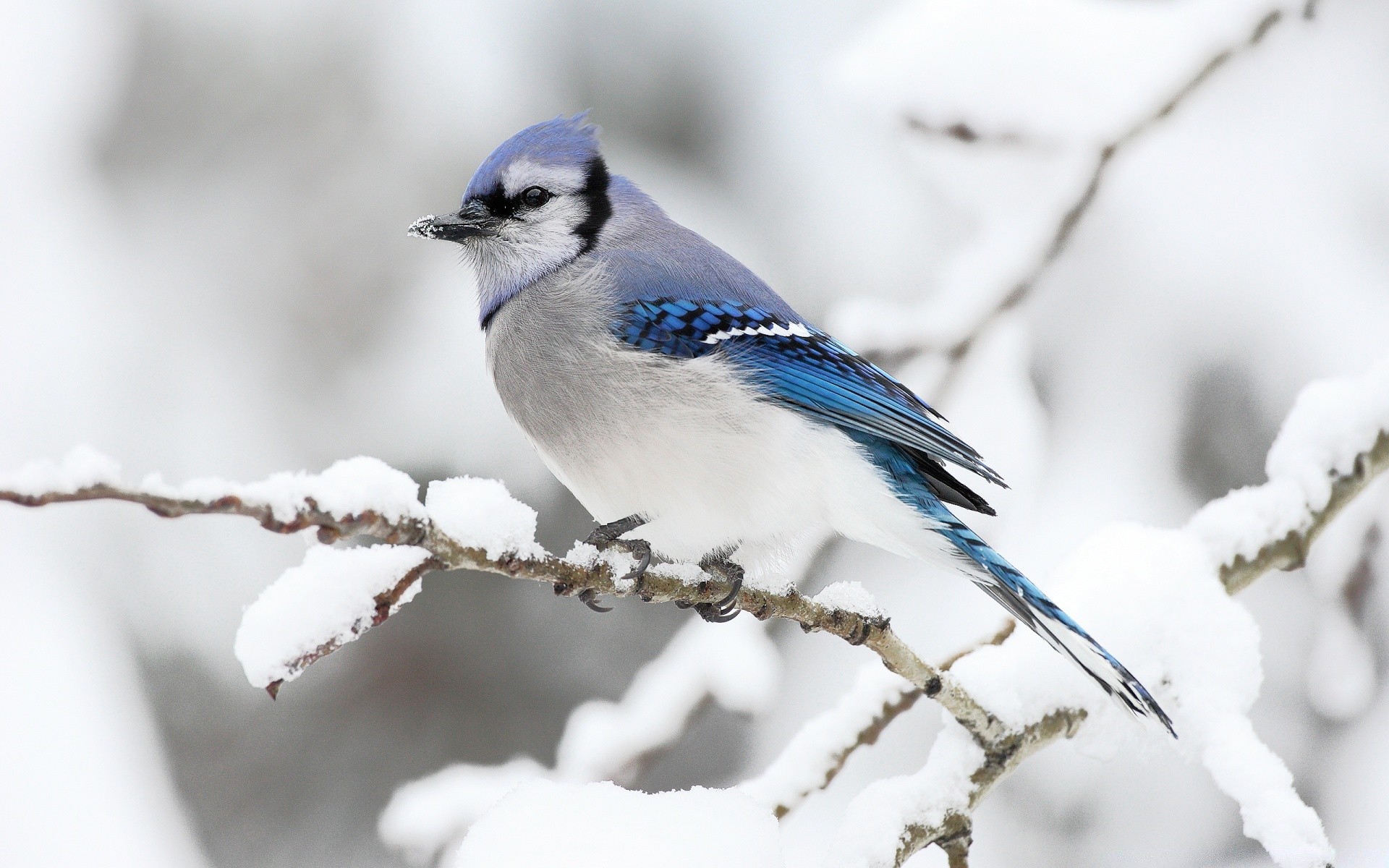 oiseaux faune nature oiseau en plein air hiver neige peu