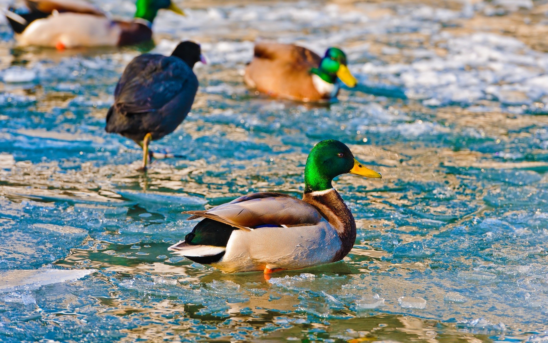 uccelli anatra germano reale uccello acqua fauna selvatica nuoto uccelli uccelli acquatici piscina lago drake