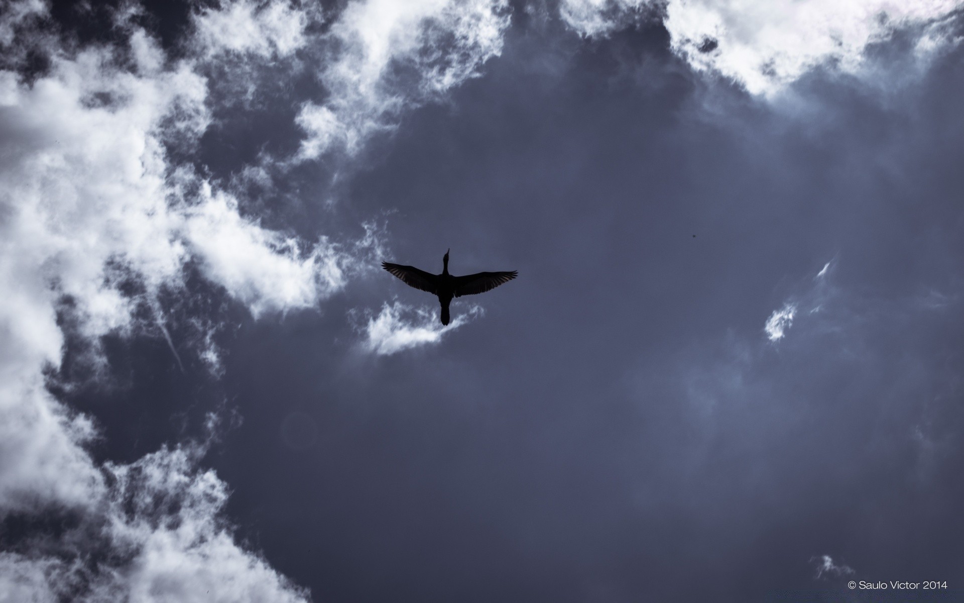 canard ciel avion en plein air avion vol nature air liberté lumière du jour météo voyage beau temps voler