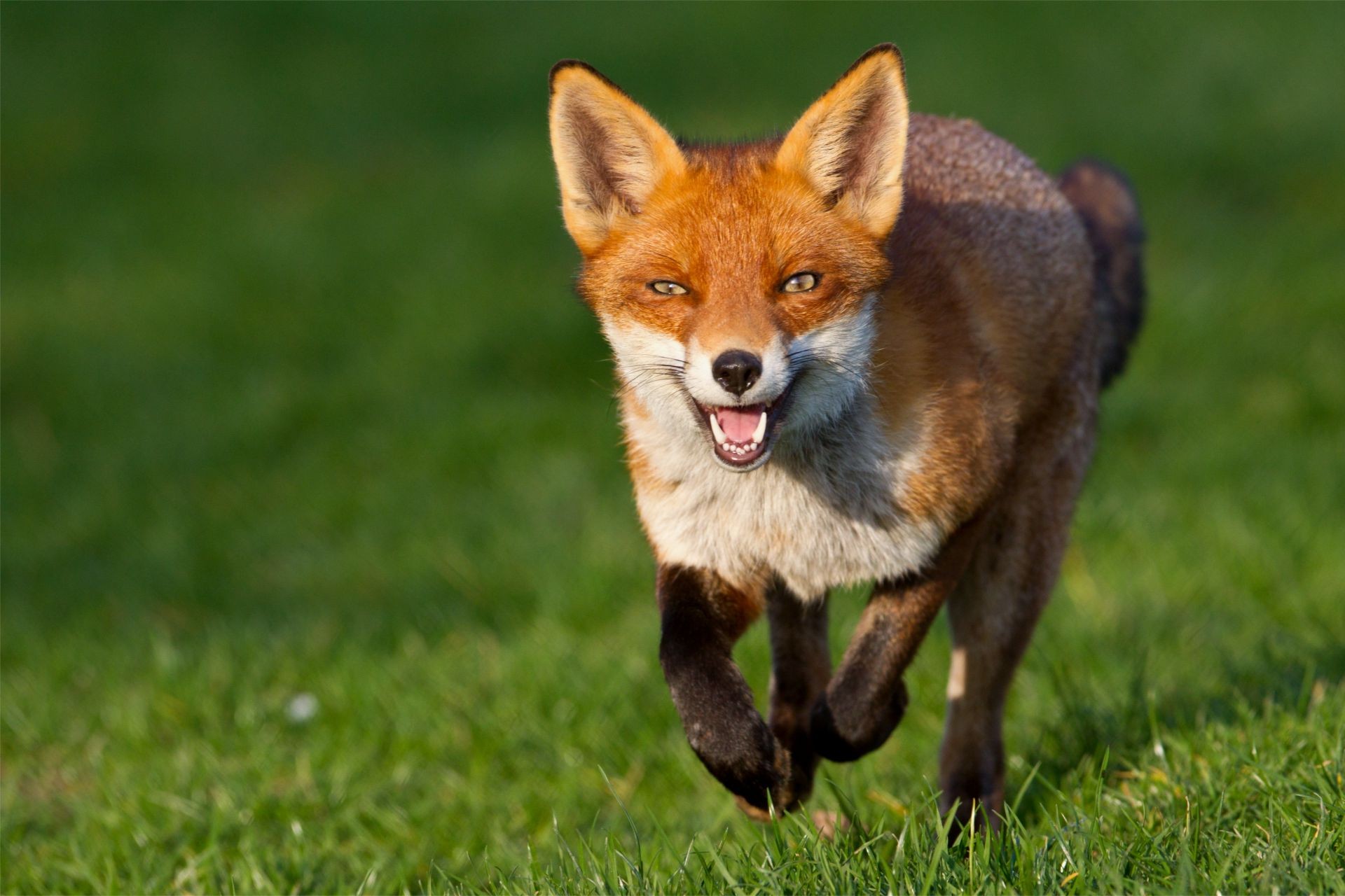 fox mammal animal grass cute canine nature dog little wildlife fur