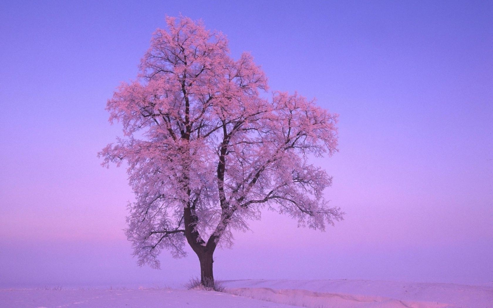 alberi albero paesaggio natura inverno bel tempo sole alba singolo ramo neve stagione tempo luminoso scenico all aperto campagna cielo gelo legno