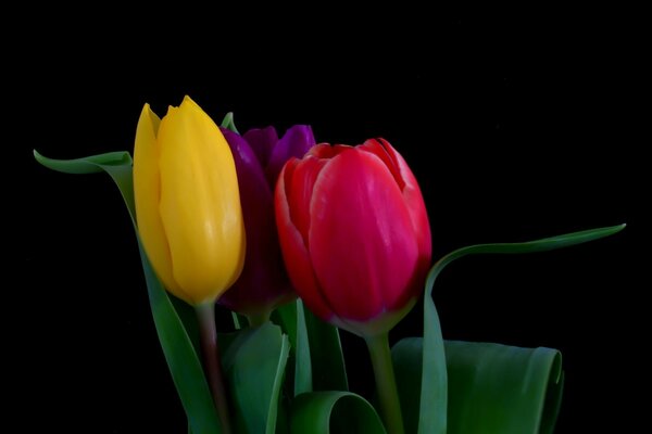 Drei Tulpen in verschiedenen Farben