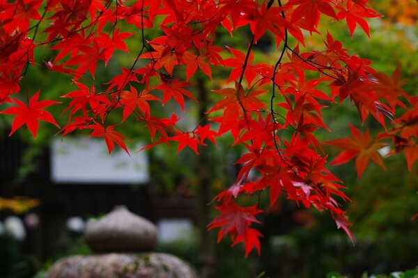 Japanische Ästhetik. Rote Baumblätter und Steine