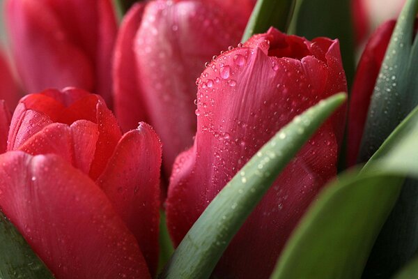The tulips were covered with drops of water