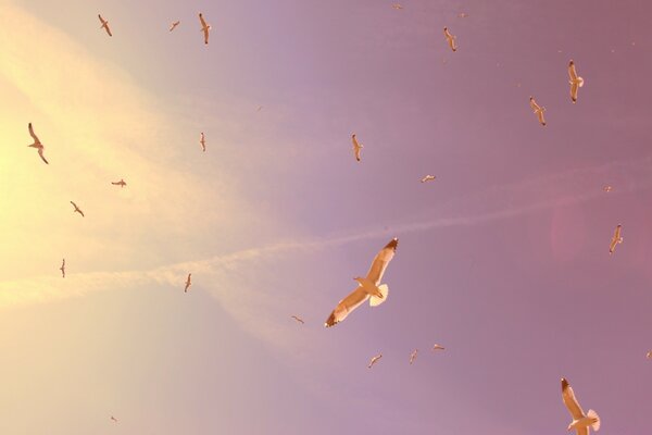 Oiseaux planant volant au loin